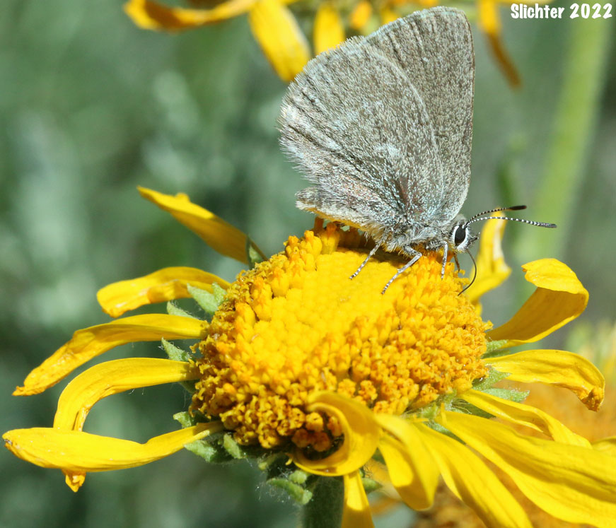 Halfmoon Hairstreak, Sagebrush Sotty Hairstreak, Sooty Hairstreak: Satyrium semiluna (Synonyms: Satyricum fuliginosa, Satyricum fuliginosum)