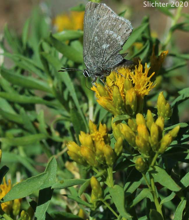 Halfmoon Hairstreak, Sagebrush Sotty Hairstreak, Sooty Hairstreak: Satyrium semiluna (Synonyms: Satyricum fuliginosa, Satyricum fuliginosum)