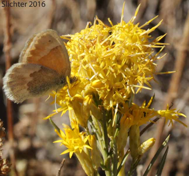 Ochre Ringlet: Coenonympha tullia