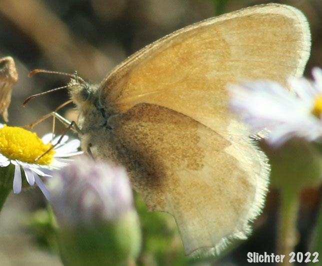 An ochre ringlet (Coenonympha tullia) nectaring upon the flowers of spreading fleabane (Erigeron divergens) in open meadows atop a prehistoric Missoula Flood sandbar located between the Little Spokane River and Five Mile, Spokane County, WA......October 2, 2022.