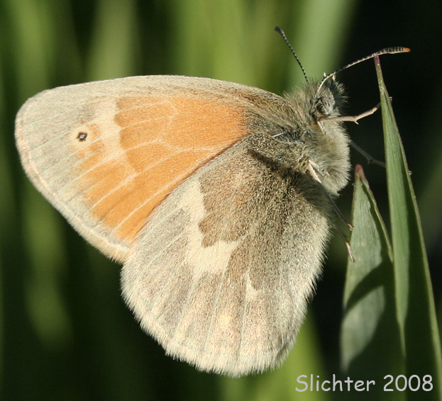 Ochre Ringlet: Coenonympha tullia