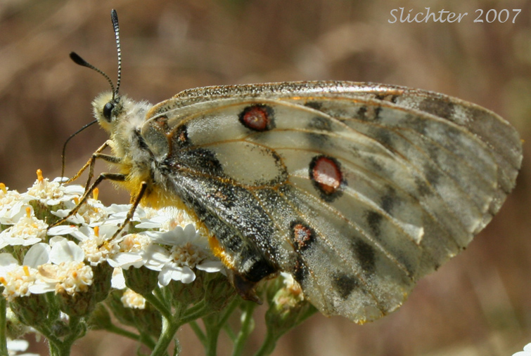 Mountain Parnassian: Parnassius smintheus