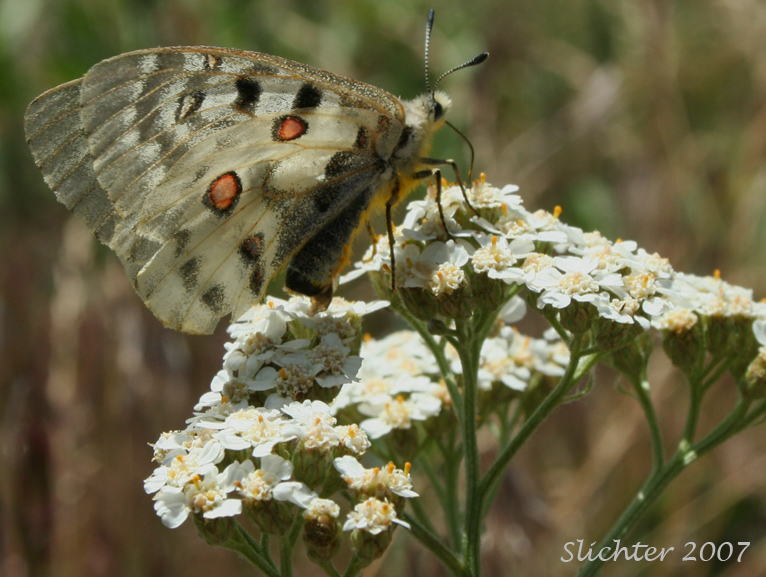 Mountain Parnassian: Parnassius smintheus