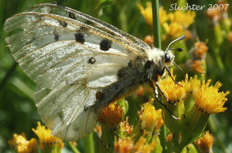 Mountain Parnassian: Parnassius smintheus