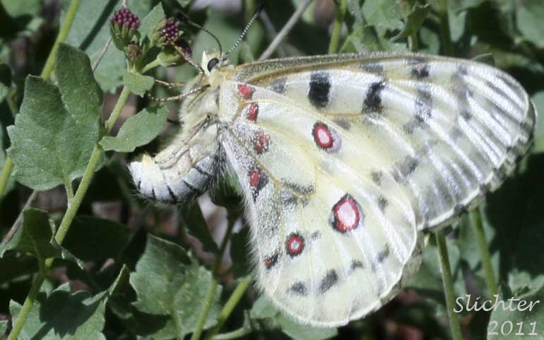 Mountain Parnassian: Parnassius smintheus on western boneset (Ageratina occidentalis)
