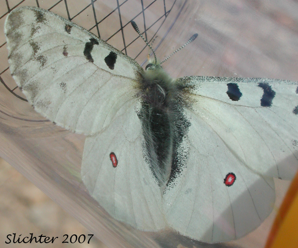 Mountain Parnassian: Parnassius smintheus