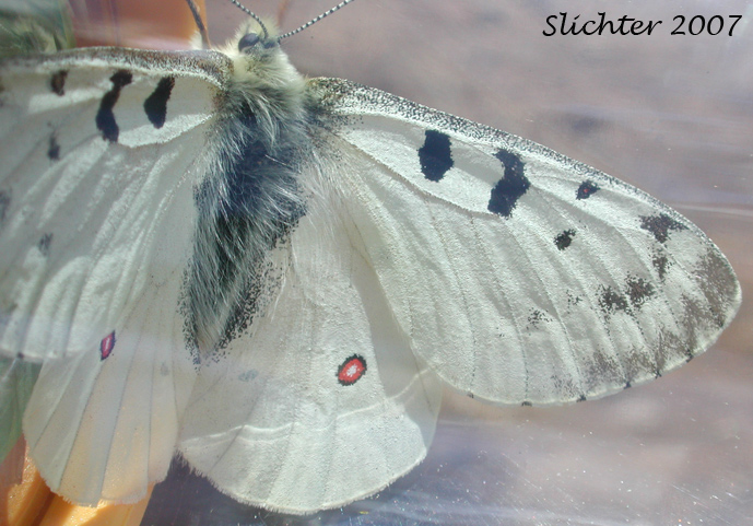 Mountain Parnassian: Parnassius smintheus