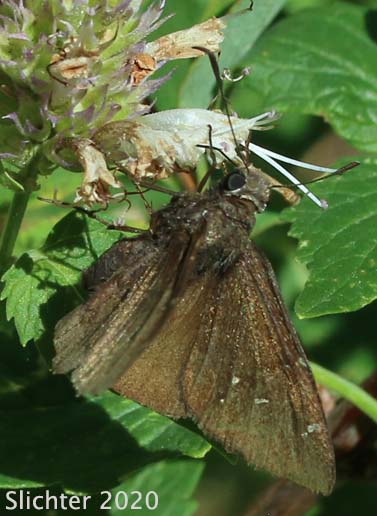 Skippers, Cloudywings, Duskywings & Sootywings East of the Cascade Mts. of Oregon and Washington