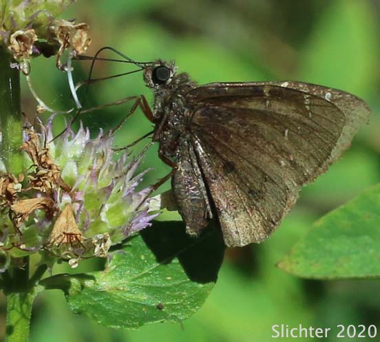 Northern Cloudywing: Thorybes pylades