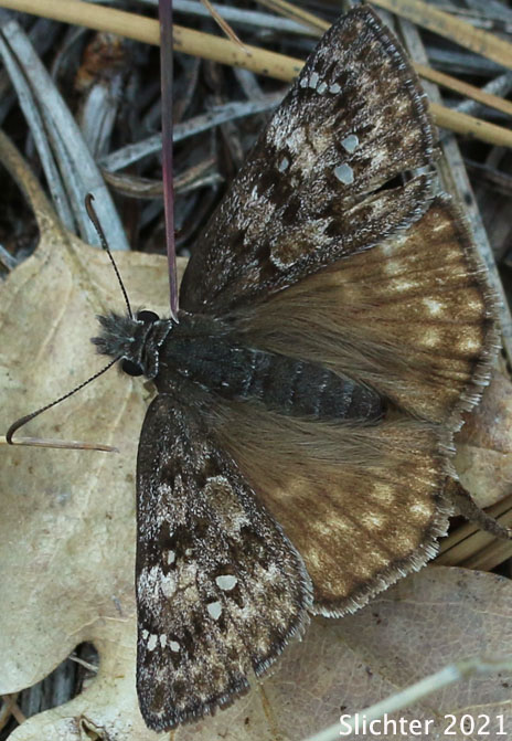 Propertius Duskywing: Erynnis propertius