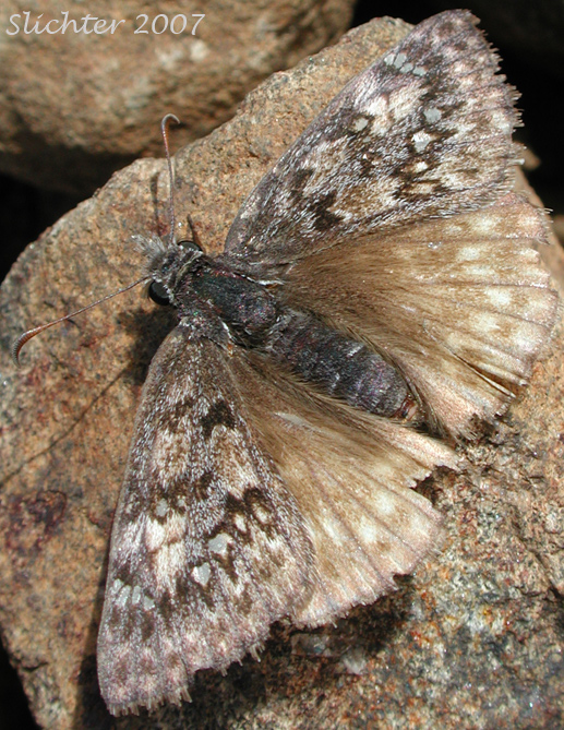 Propertius Duskywing: Erynnis propertius