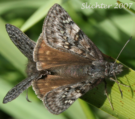 Propertius Duskywing: Erynnis propertius