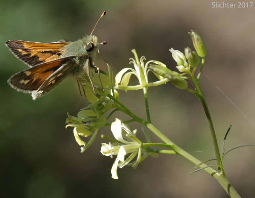 Juba Skipper: Hesperia juba