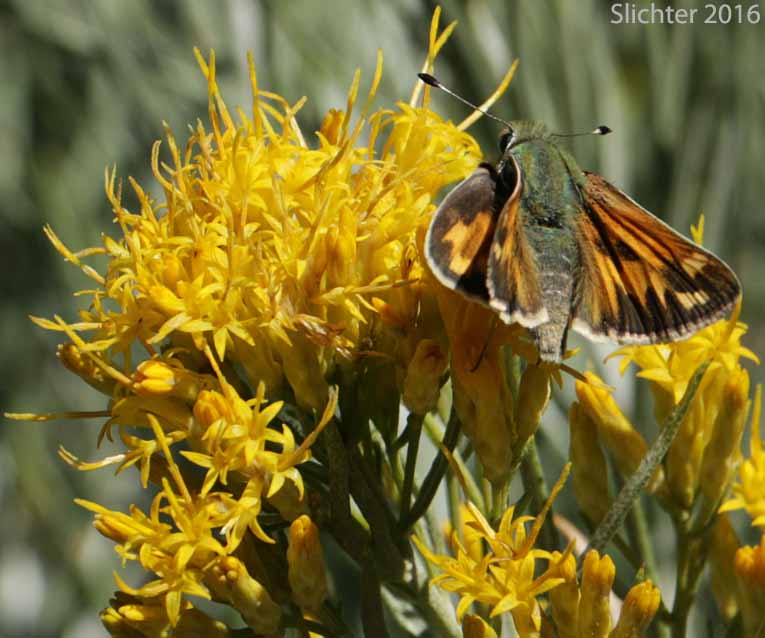 Juba Skipper: Hesperia juba
