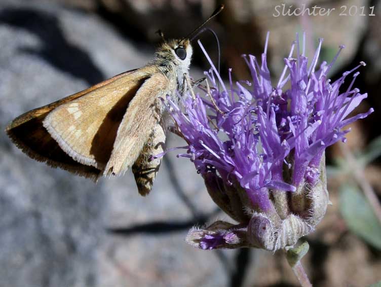 Unidentified skipper nectaring on Monardella odoratissima