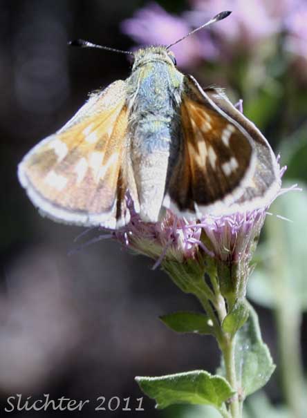 Unidentified skipper nectaring on Ageratina occidentalis