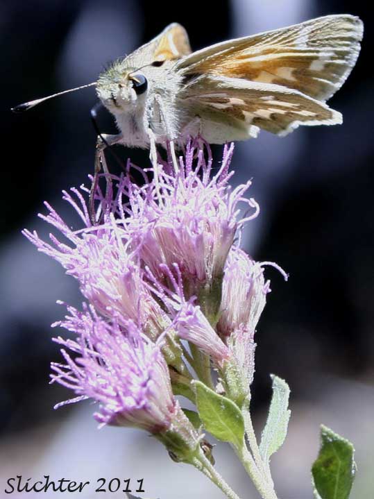 Unidentified skipper nectaring on Ageratina occidentalis