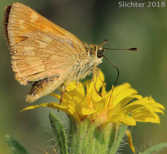 Woodland Skipper: Ochlodes sylvanoides