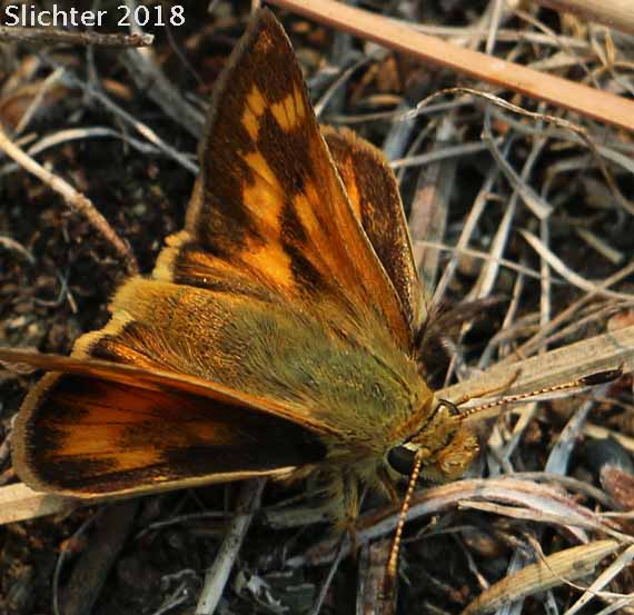Woodland Skipper: Ochlodes sylvanoides