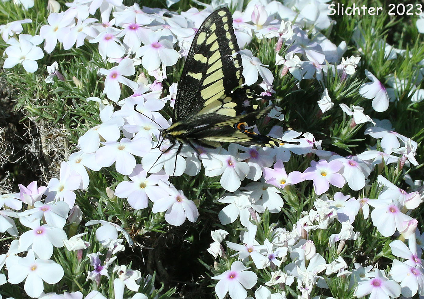 Anise Swallowtail: Papilio zelicaon on Phlox austromontana