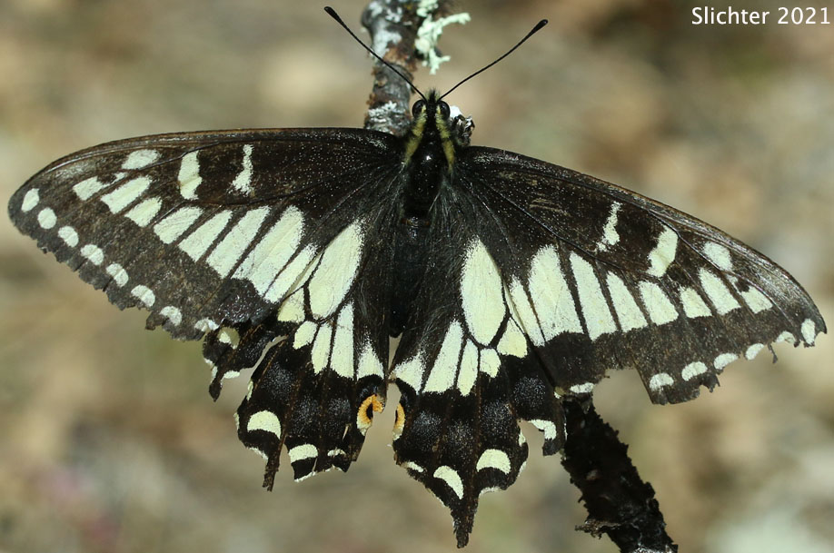 Anise Swallowtail: Papilio zelicaon