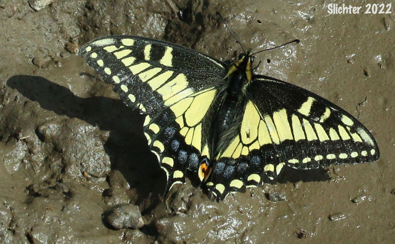 Anise Swallowtail: Papilio zelicaon