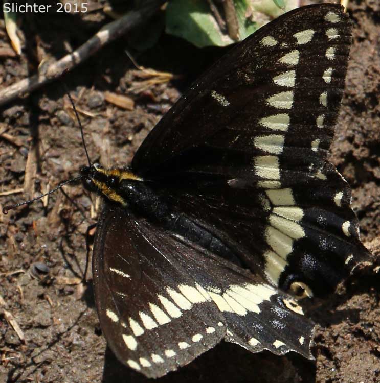 Indra Swallowtail: Papilio indra