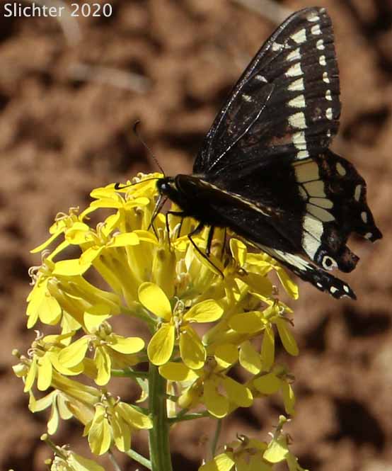Indra Swallowtail: Papilio indra