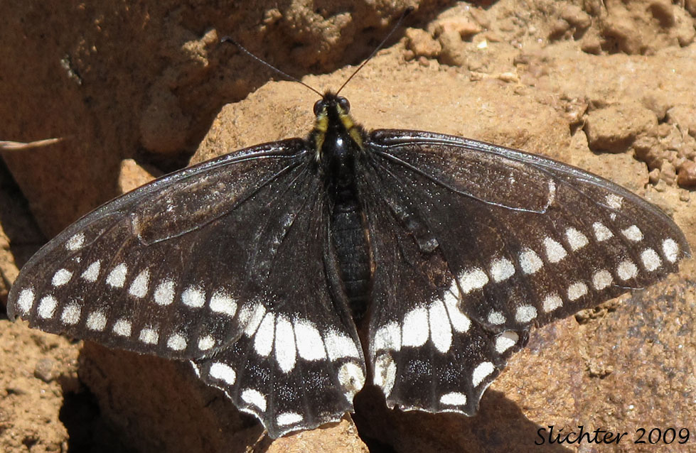 Indra Swallowtail: Papilio indra