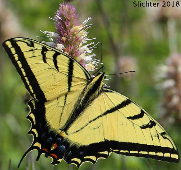Two-tailed Tiger Swallowtail: Papilio multicaudatus