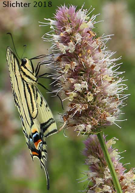 Two-tailed Tiger Swallowtail: Papilio multicaudatus