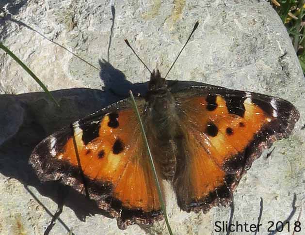 California Tortoiseshell: Nymphalis californica
