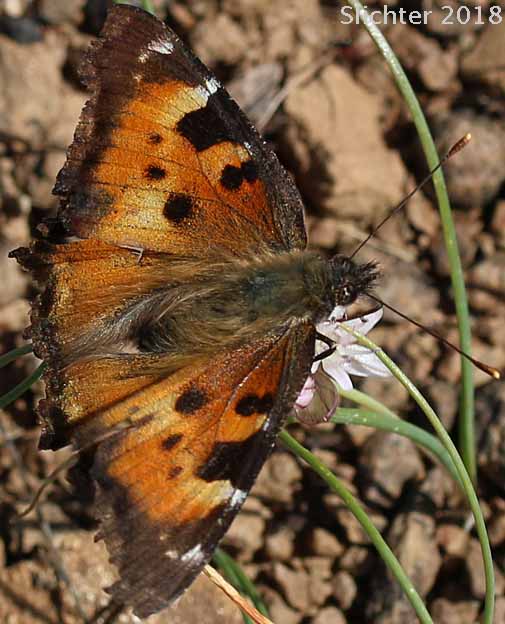 California Tortoiseshell: Nymphalis californica