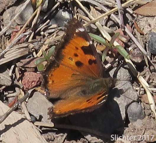 California Tortoiseshell: Nymphalis californica