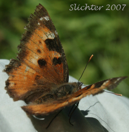 California Tortoiseshell: Nymphalis californica