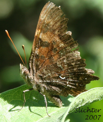 Lower wing surfaces of California Tortoiseshell: Nymphalis californica