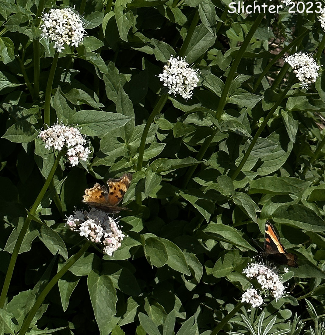 Anglewing and Milbert's Tortoiseshel, Nettle Tortoiseshell, Fire-rim Tortoiseshelll: Nymphalis milberti on Valeriana sitchensis