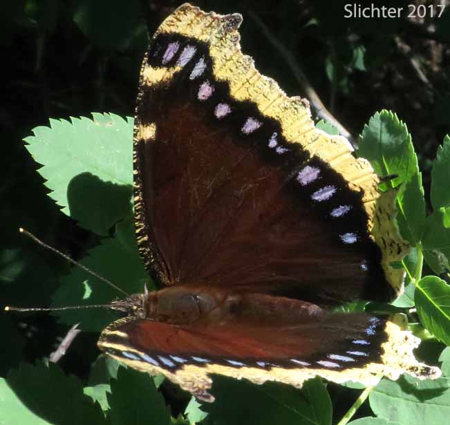 Mourning Cloak: Nymphalis antiopa antiopa