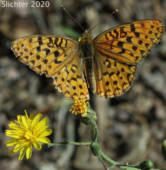 Unidentified Fritillary #26