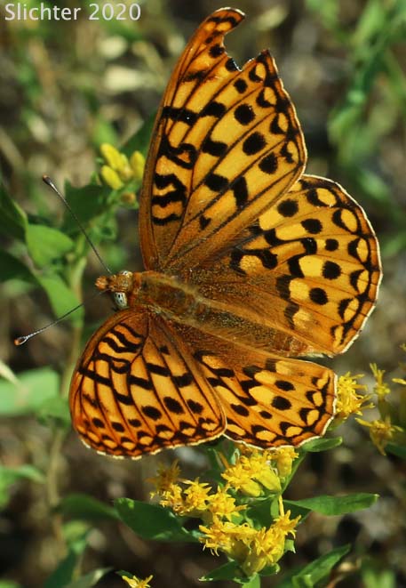 Unidentified Fritillary #27