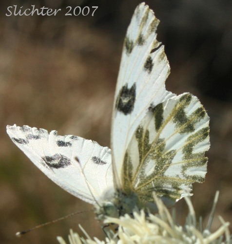Becker's White: Pontia beckeri
