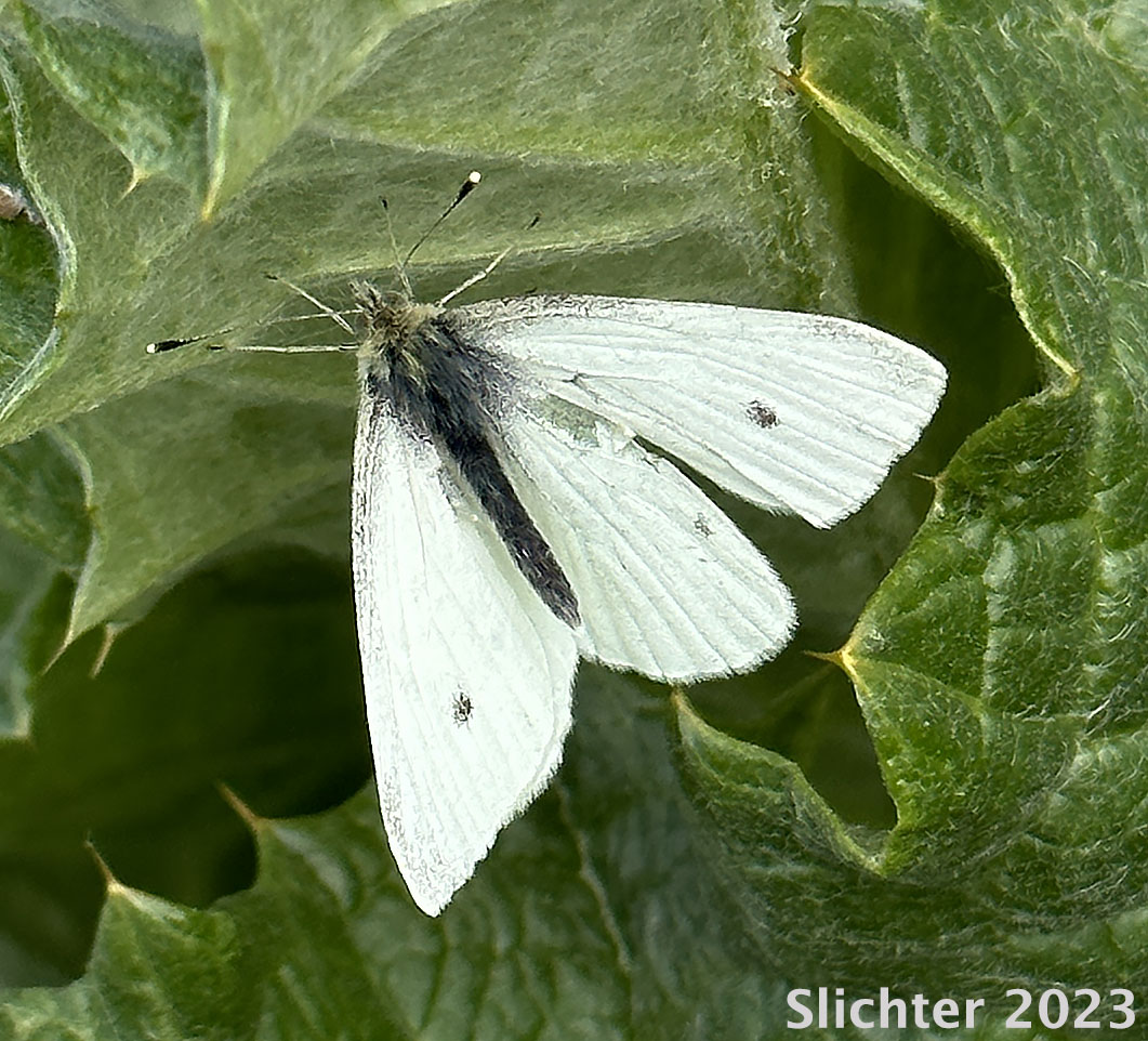 Cabbage White: Pieris rapae