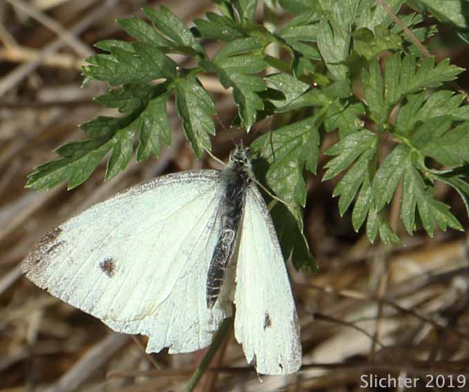 Cabbage White: Pieris rapae