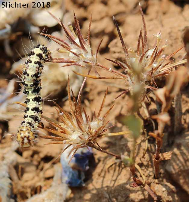 Unidentified larvae of a White - From the Lick Creek Trail #231, Hells Canyon National Recreation Area.
