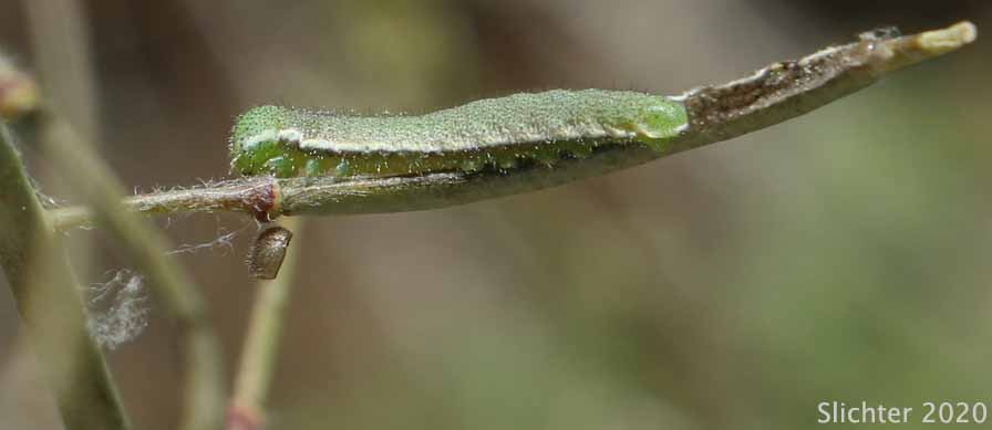 Larva of Julia Orange-tip, Julia's Orangetip: Anthocharis julia sulfuris