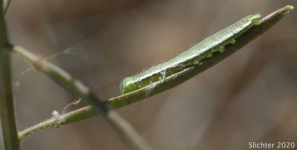 Larva of Julia Orange-tip, Julia's Orangetip: Anthocharis julia sulfuris