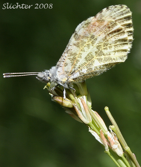 Julia Orange-tip, Julia's Orangetip: Anthocharis julia sulfuris