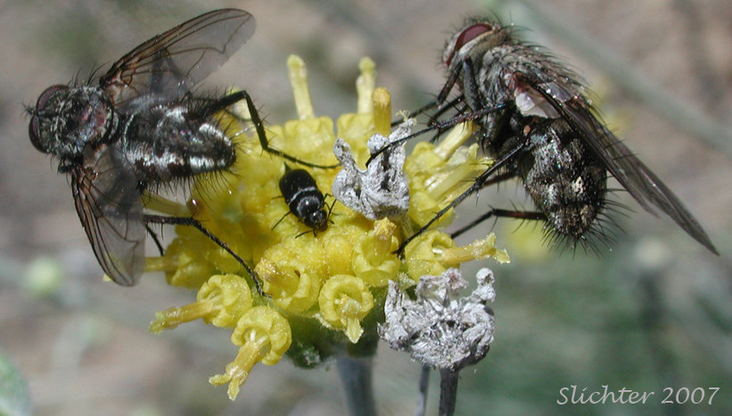 Unidentified Fly #1 from Hymenopappus filifolius, as seen along Oregon Highway 207 about one mile northwest of Mitchell, OR.......May 28, 2007.