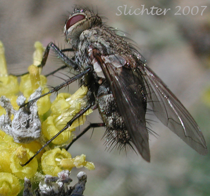 Unidentified Fly #1 from Hymenopappus filifolius, as seen along Oregon Highway 207 about one mile northwest of Mitchell, OR.......May 28, 2007.