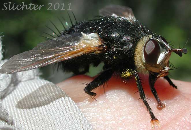 Unidentified Fly #2 seen along the Canyon Mountain Trail #218 (near John Day, Oregon)......August 19, 2011.